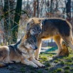 Zwei kleine Wölfe – Herbstlied
