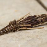 Köcherfliegenlarven – Schlafsack mit Beinen dran!