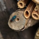 Insektenhotel – Nisthilfe für Wildbienen und Co
