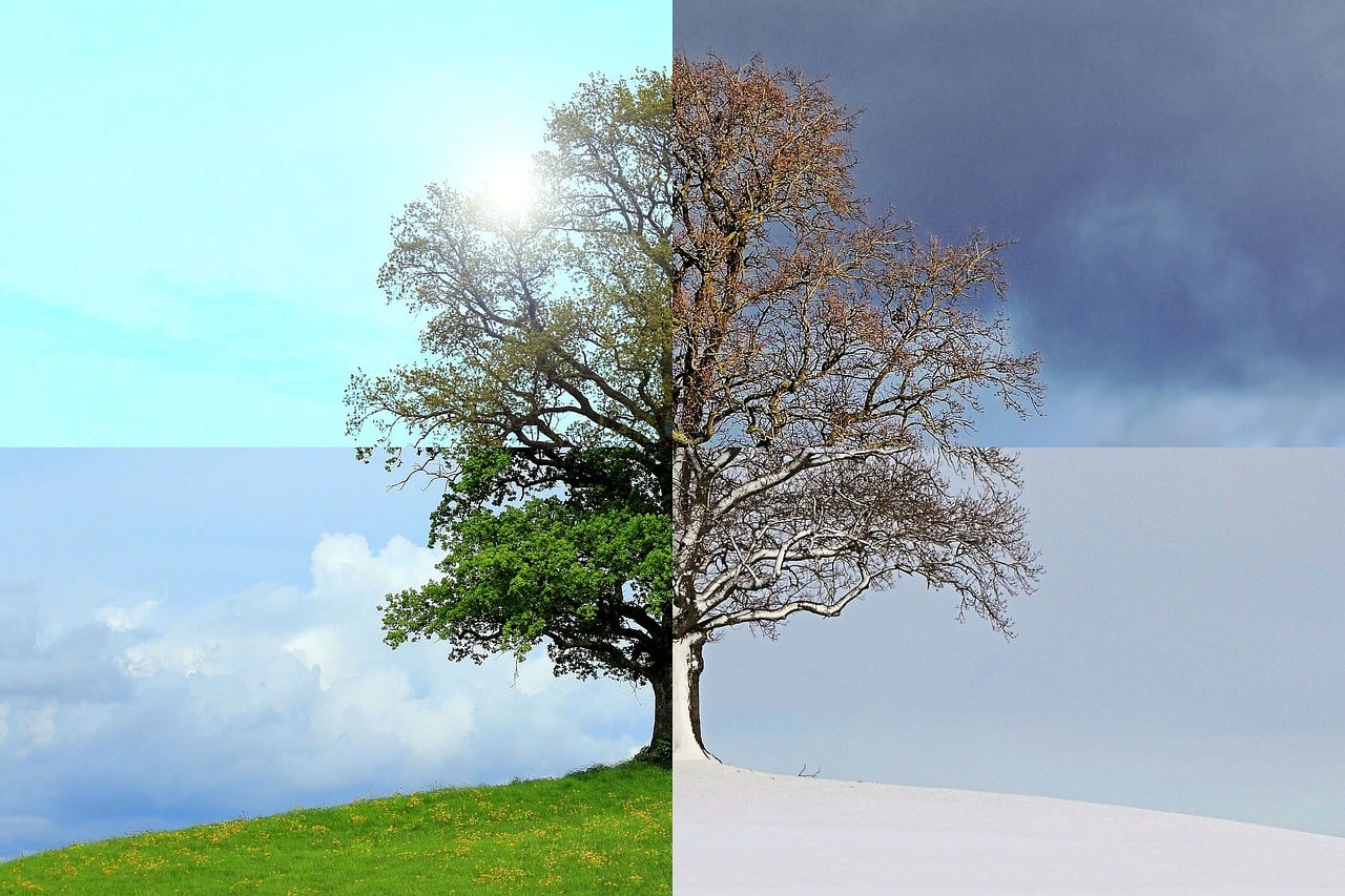 Baum Im Jahreslauf Kindergarten Ideen