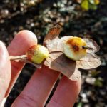 Eichengalle – Kinderstube für kleine Insekten