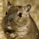 Was macht die Maus im Krippenstroh?