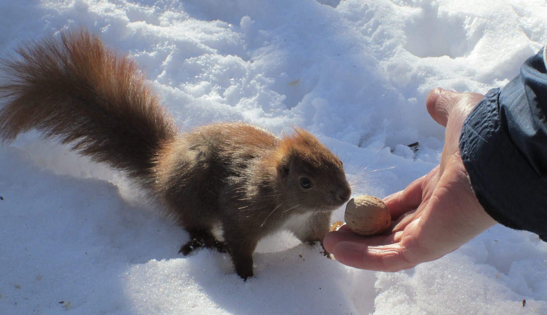 Wald • Übersicht • Kindergarten Ideen