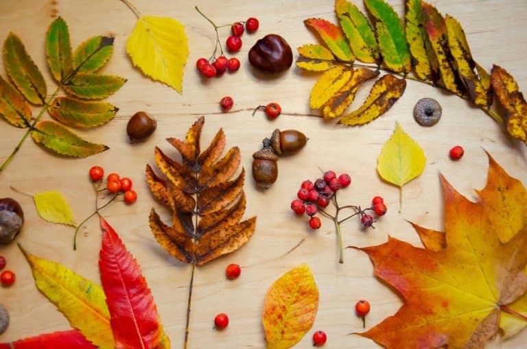 Herbst Archive • Kindergarten Ideen