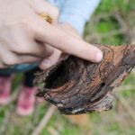 Käferkunst – geheimnisvolle Linien unter der Baumrinde