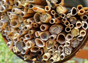 Wildbienen-Butze mit zugedeckelten Stängeln